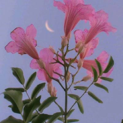 澳门人威尼斯3966下载手机版截图